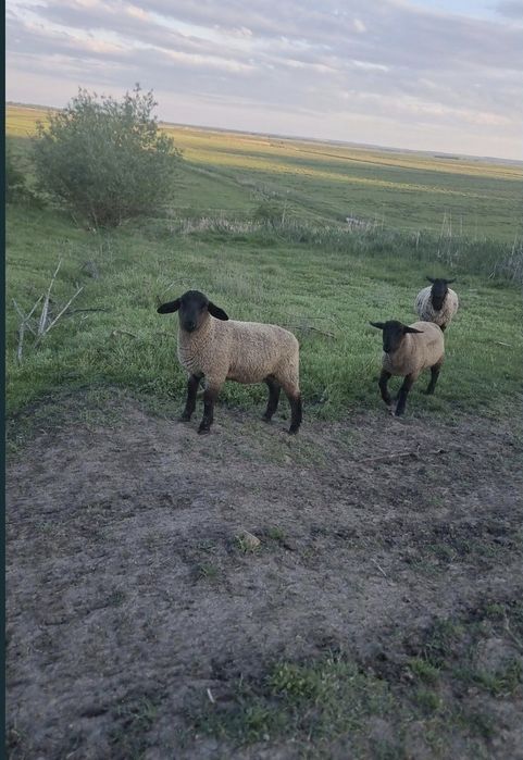 Vând mieluțe și berbecuți Suffolk