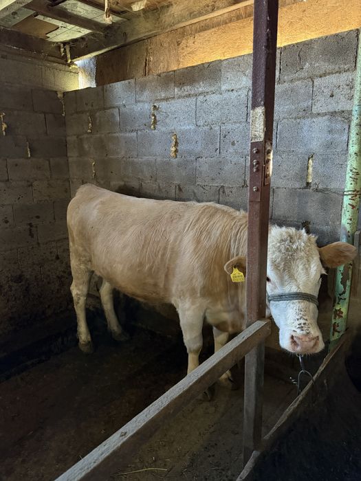 Семіз сиыр корова