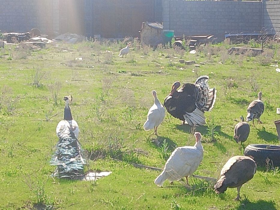 Продам индюшек с яйцами и без.