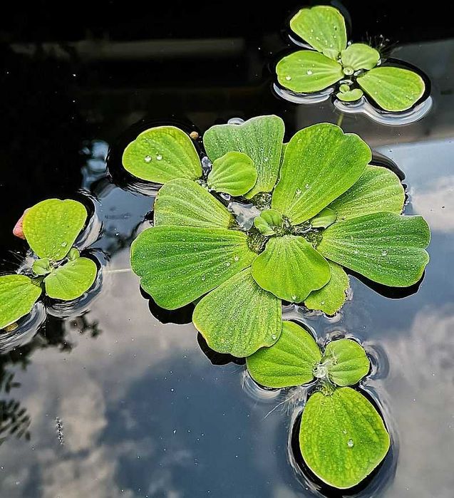vand set de 15 zambile de apa sau salate de de apa - Pistia