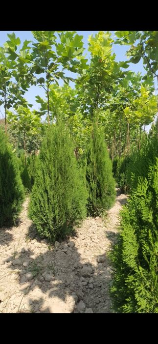 Арча. Яшил девор учун