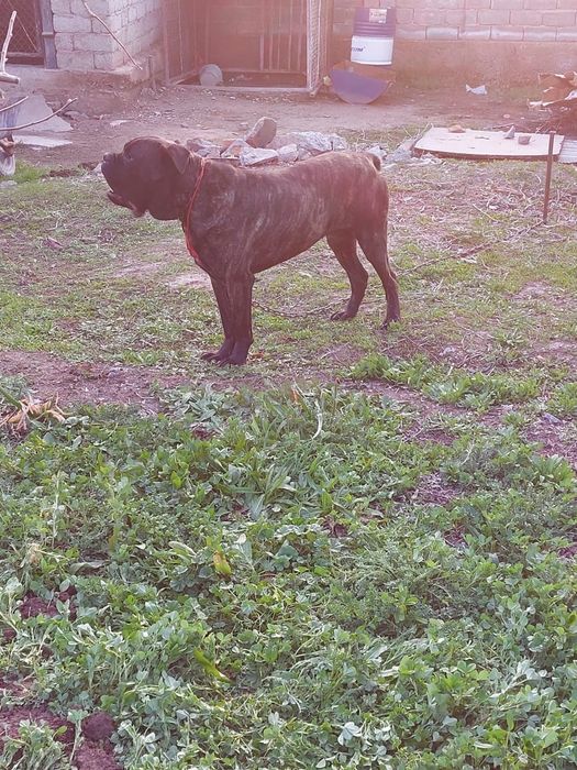 Ит сатылады,еркек 1,5 жасар.