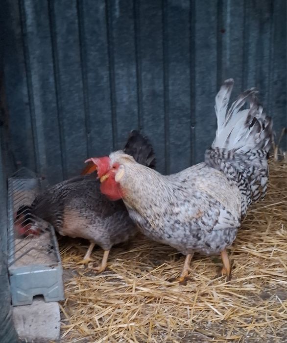 Oua incubat de la găini Cream Legbar