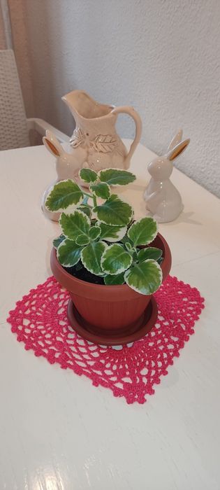 Продам комнатную мяту