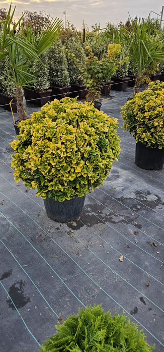 Prunus rosu - brazi argintiu pe picior - leylandi