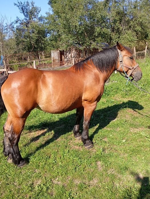 vand iapa foarte buna si ascultatoare de 8 ani