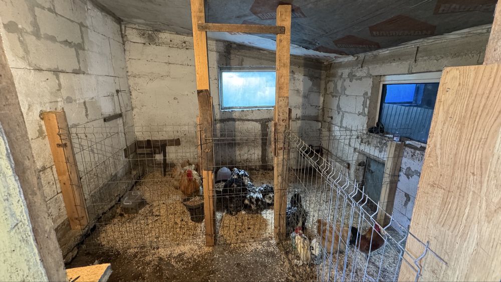 Vând familie Cochinchina Uriaș