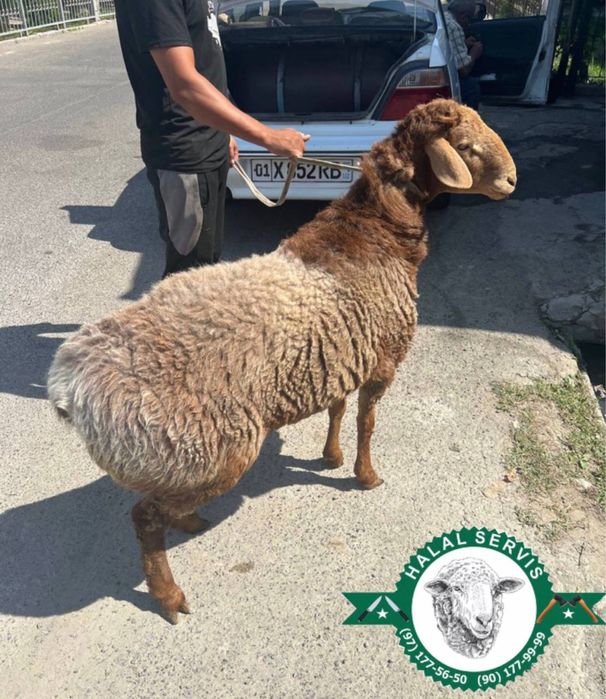 Aqiqaga qo’chqorlar‼️