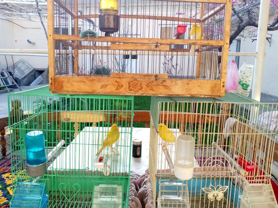 Нар кнарейкалар сотилади.