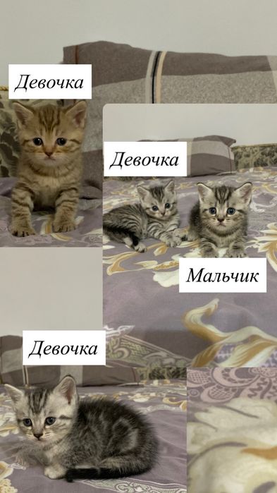 Котята в добрые руки