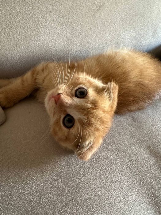 Тоза зотли мушк скоттиш фолд