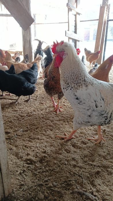 Инкубационное яйцо