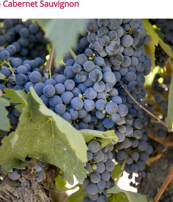 Material saditor Vita de Vie