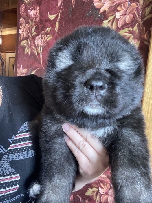 Щенки кавказской овчарки