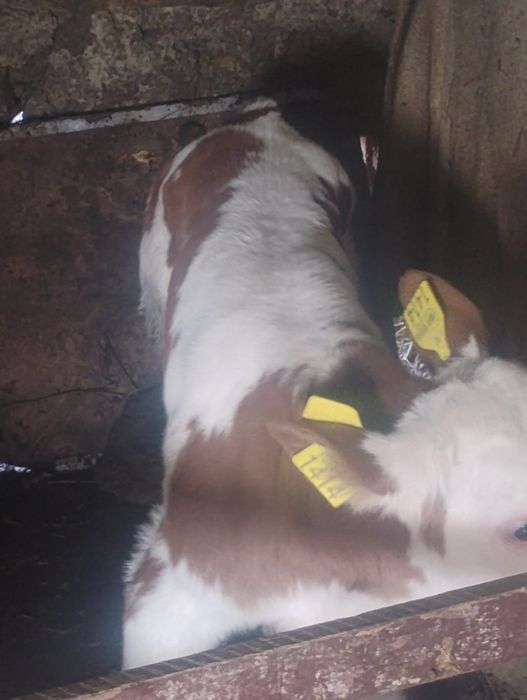 Vând vițel balta de 2 săptămâni special