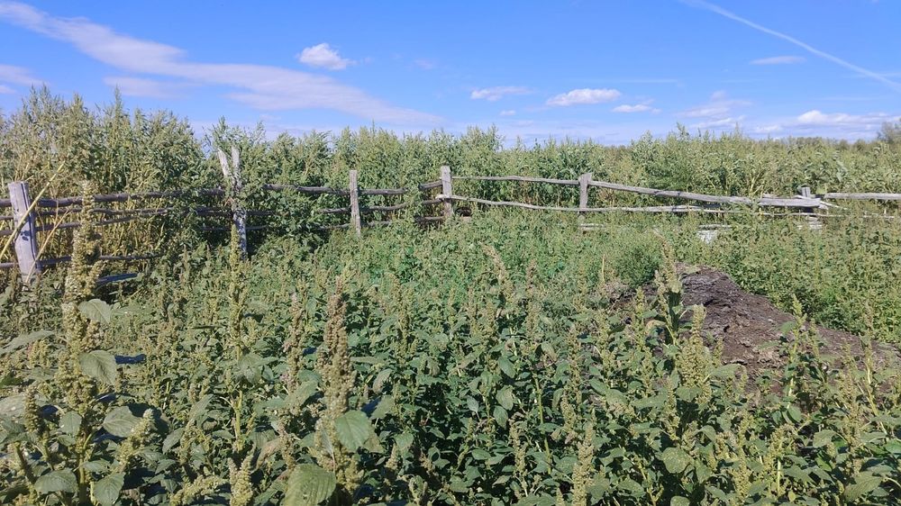 продам дом с сараем