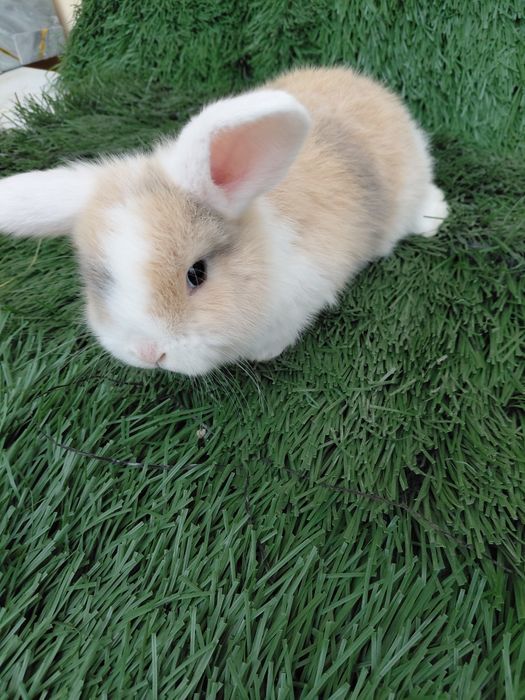 Карлик баран куйчалар совгага болажонларга янги йилга ок кулок ок аёк