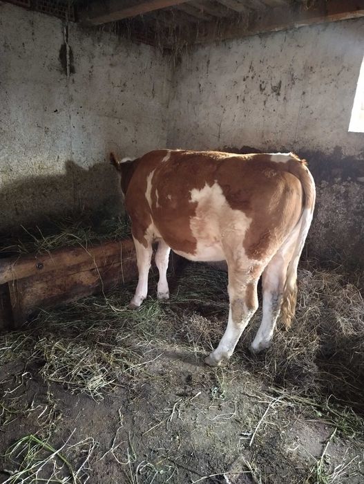 Vaca baltata romaneasca