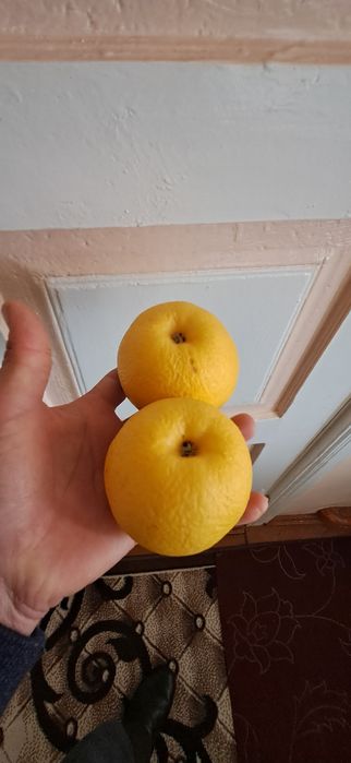 Ishonchli mevali va manzarali ko'chatlar sotamiz