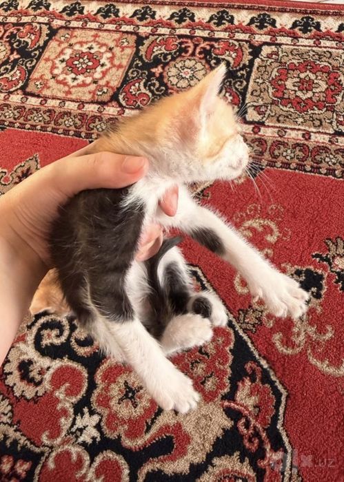 Отдам даром котят