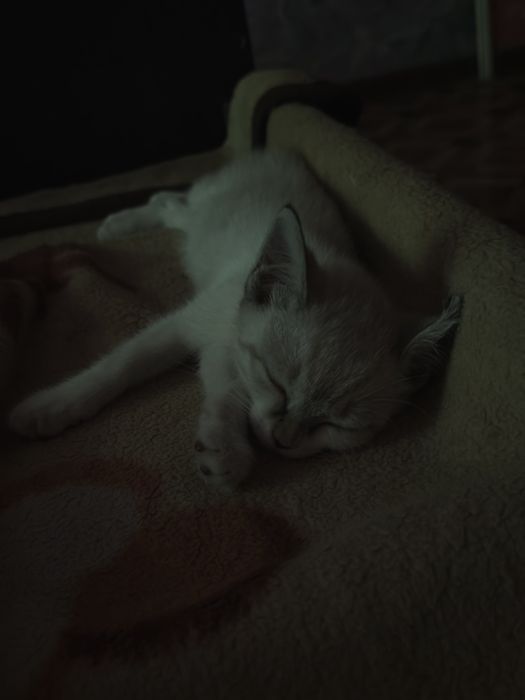 Котенок девочка в добрые руки с доставкой