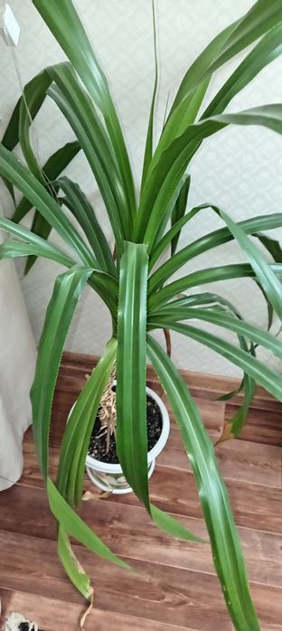 Цветок Панданус.18000