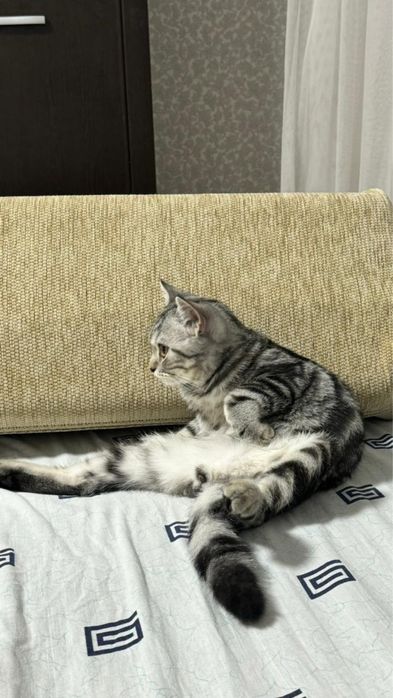 Кот британец 1 год