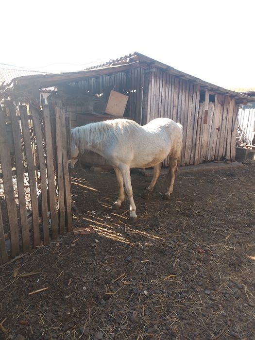 Vând iapă varsta 10 ani blândă nu se sperie de mașini