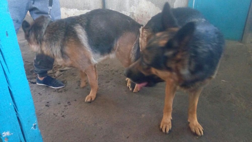 Немецкая овчарка, кобель