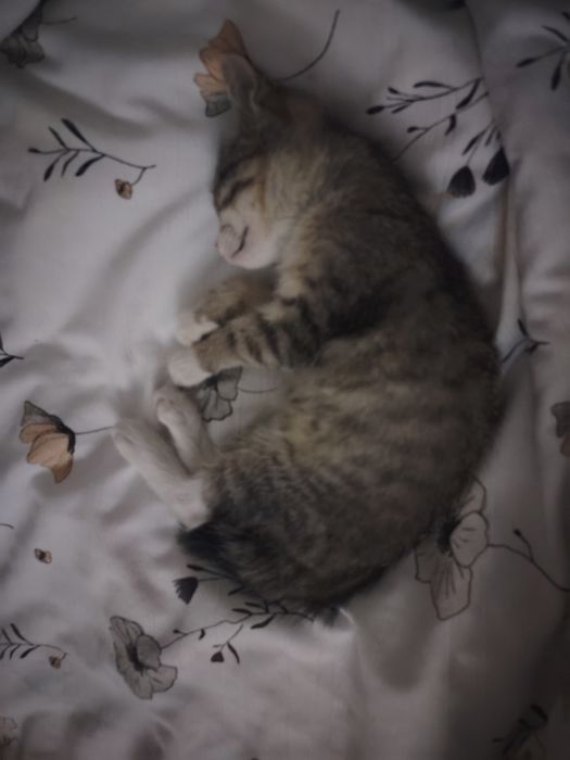Котёнок в поисках дома