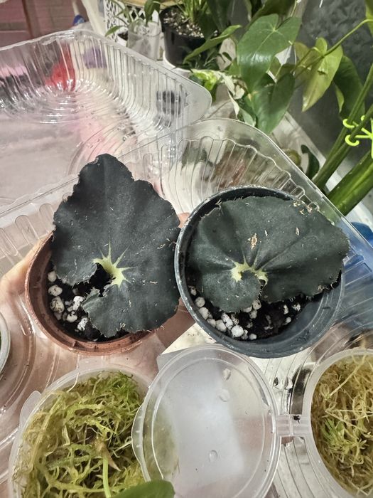 Хойя принцесса Аргентия