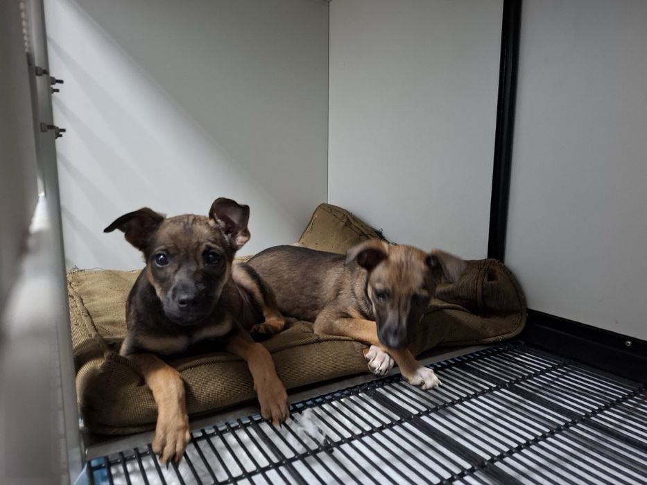 Женски кученца Рея и Рая търсят дом