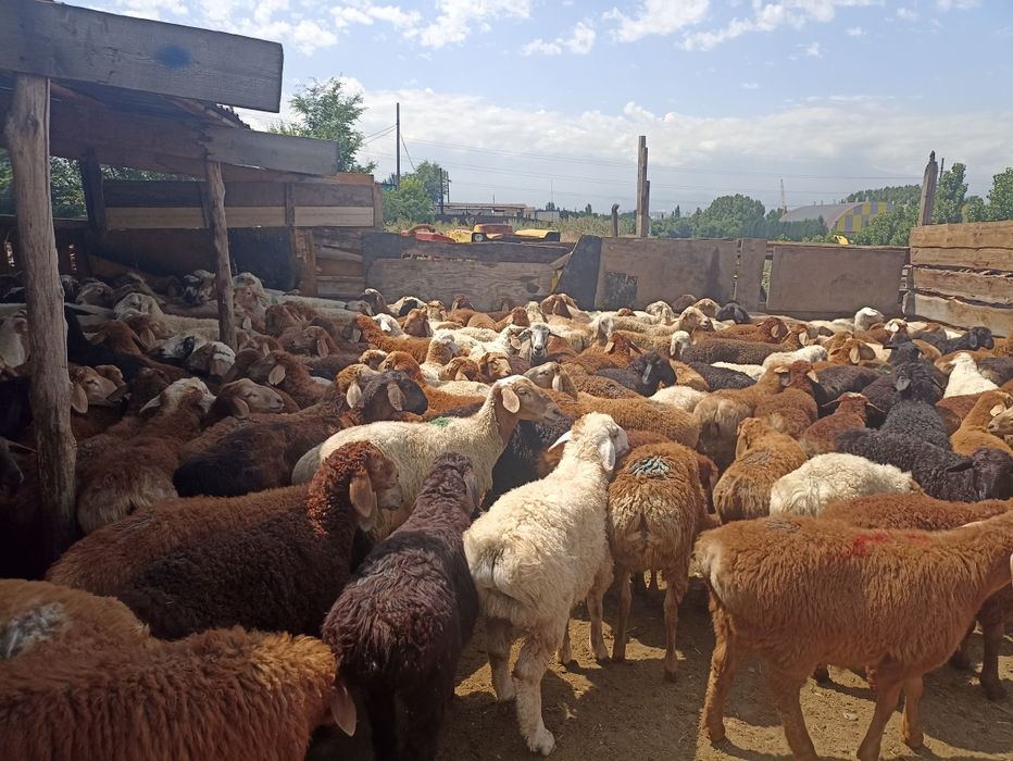 Кой кой кой бараны г.Алматы