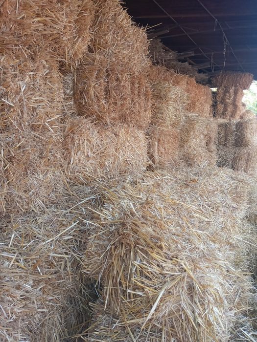 Somon press sotiladi