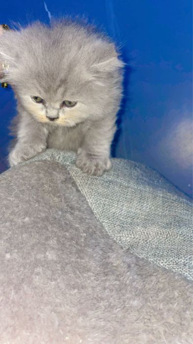 Skottish hayland strayt va fold