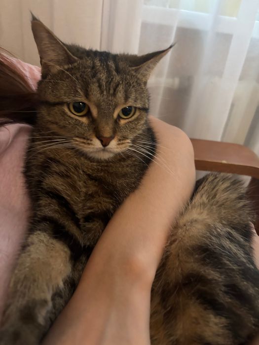 отдаем кошку в добрые руки