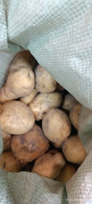 картофель дачный крупный