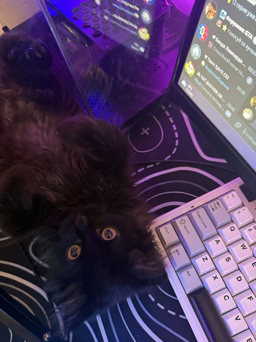 Отдам кошечку в добрые руки!