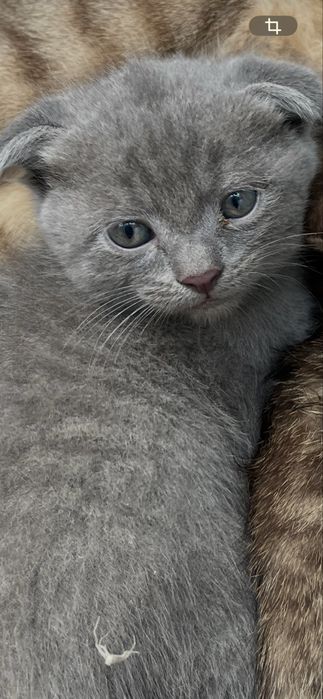 Котята веслоуха