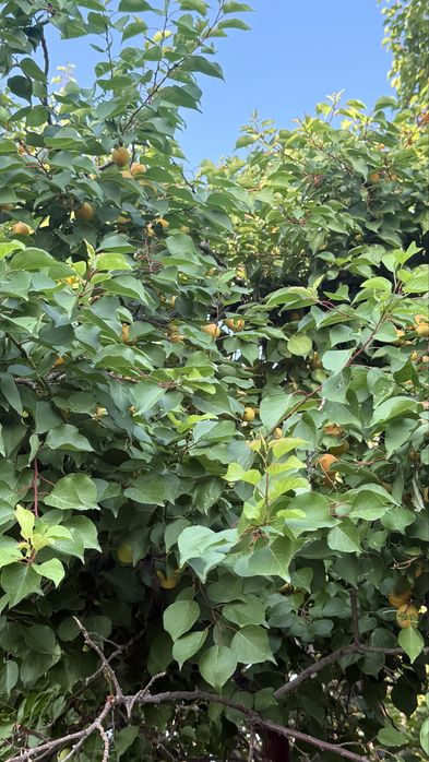 Домастроительде (Бумажник) дача сатылады