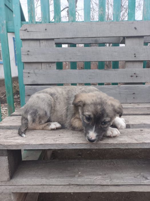 Отдам щенят-метисов в добрые руки!