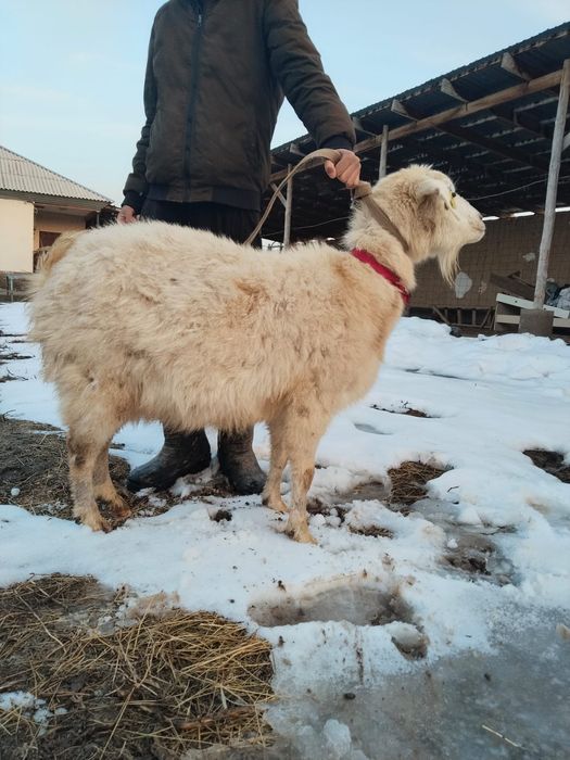 Кошкар сатылады семыз