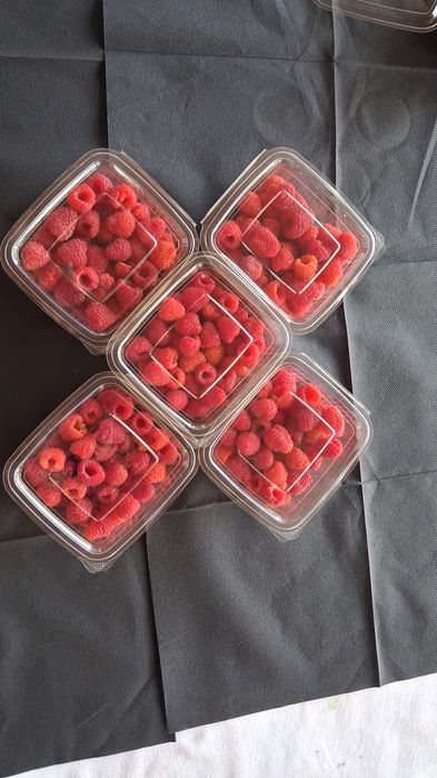 Zmeură Bio Pojorta
