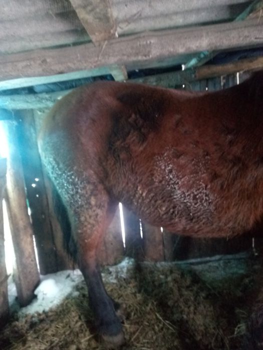 Кобыла 4года полутях