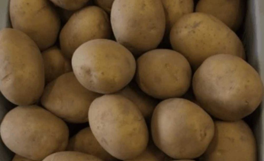 Картофель домашний, сорт Адретта