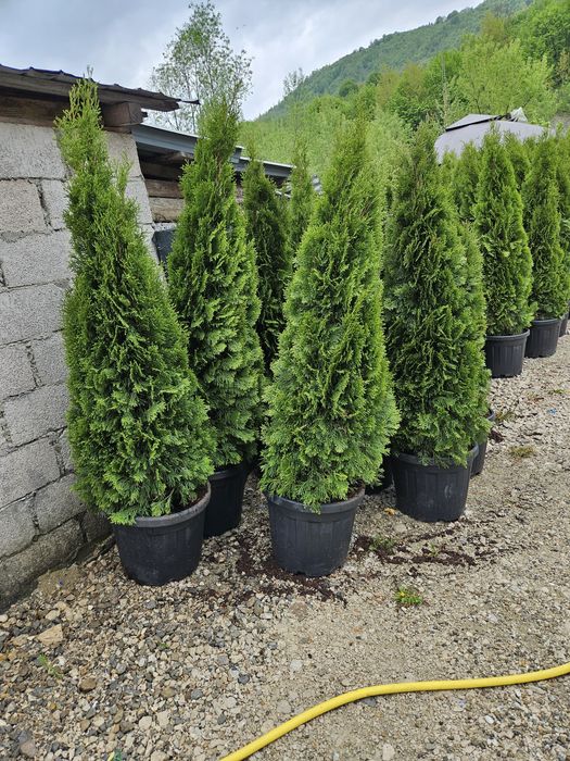 Tuia smaragd mai multe dimensiuni