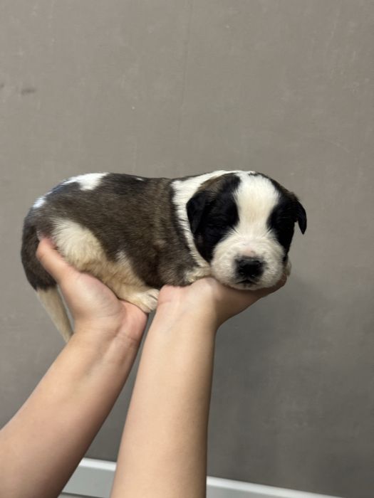 Московская сторожевая БРОНЬ