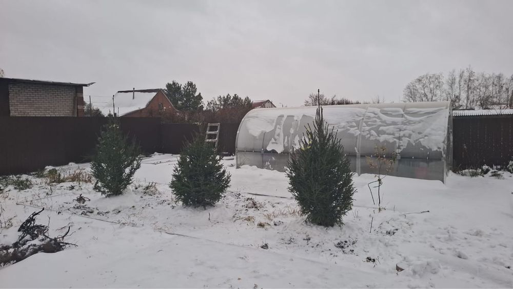 Ели голубые,зеленые