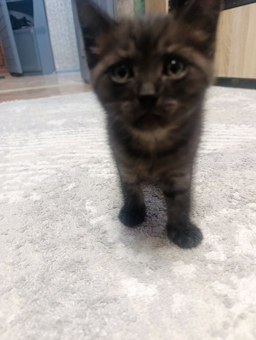 Отдам бесплатно котенка