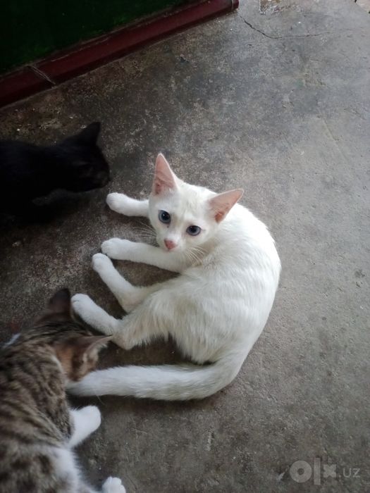 Котята,2,5мес,мальчики и девочки